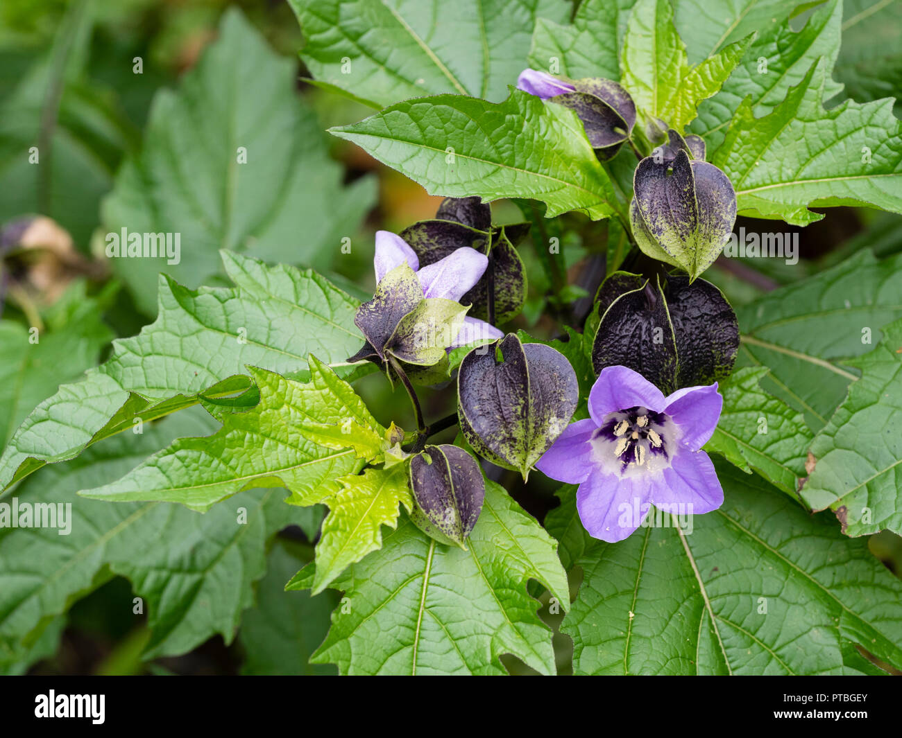 Foncé et bleu bourgeons gonflés de la fleur vivace 'Apple de Nicandra physalodes, Pérou Banque D'Images