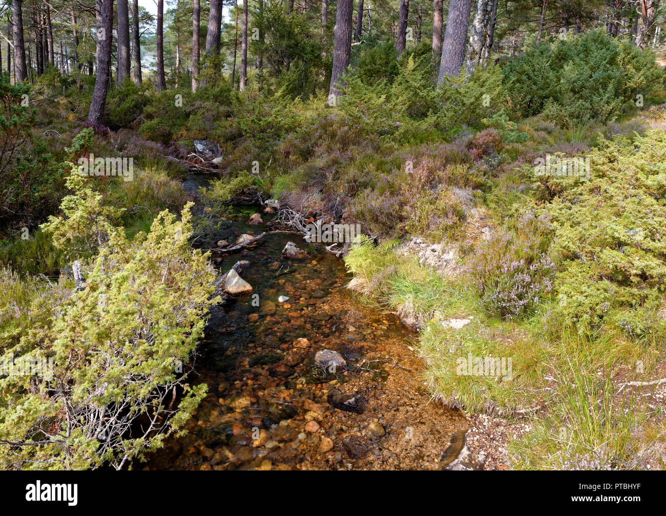 Petit ruisseau près de Loch an Eilein, Rothiemurchus Forest, Strathspey, Ecosse Banque D'Images