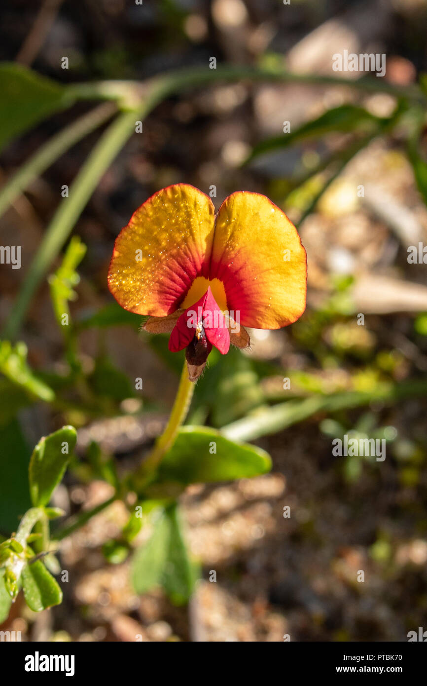 Isotropis cuneifolia, Granny's Bonnet Banque D'Images