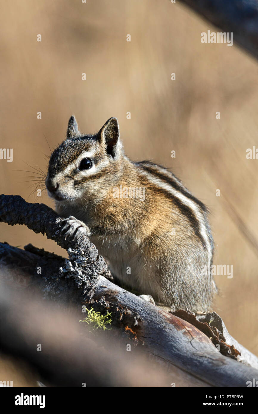 Un petit chipmunk est sur une branche derrière d'autres branches à l'Turnbull wildlife refuge à Cheney, Washington. Banque D'Images