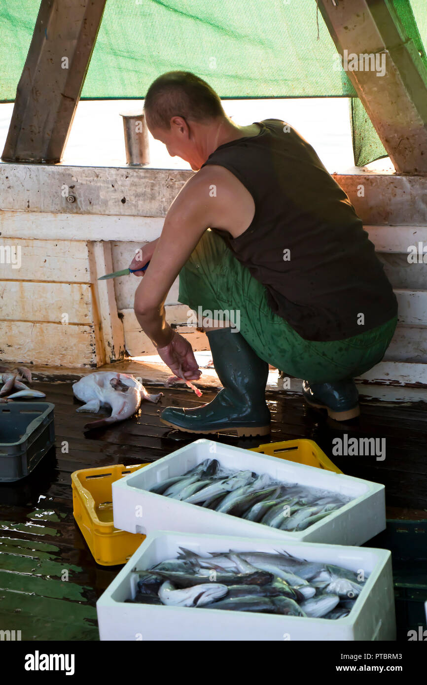 Tribunj, Croatie - Août 24, 2018 : en triant le pêcheur et l'éviscération de capture un poisson sur un pont d'un bateau chalutier Banque D'Images