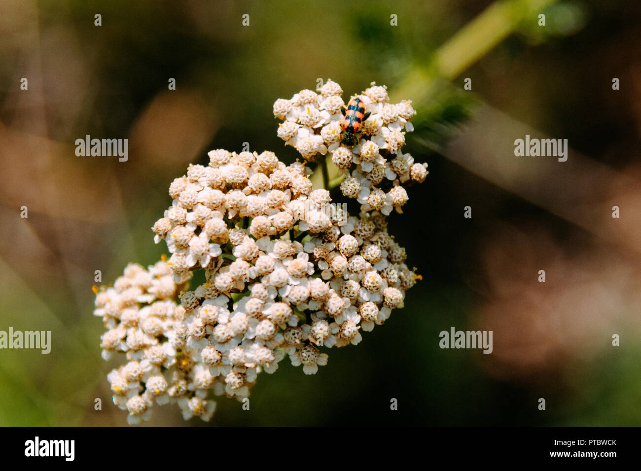 Macroo abeille. Etna, Sicile 2018 Banque D'Images