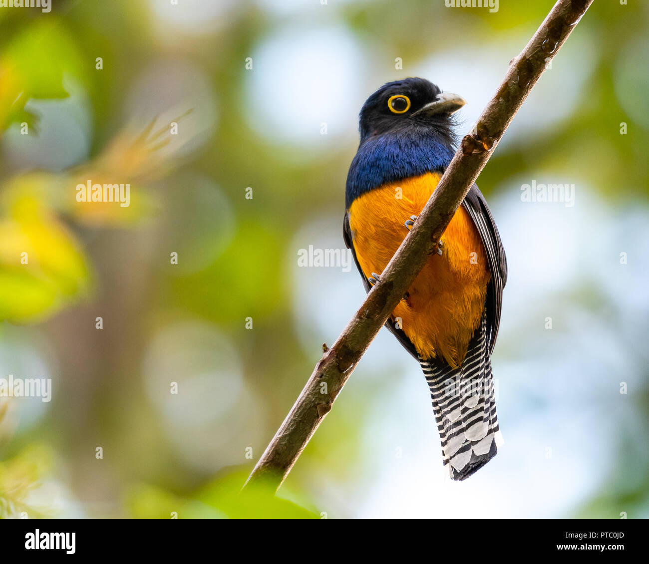 Trogon : gestion communale, perché sur une branche dans la forêt tropicale. Banque D'Images