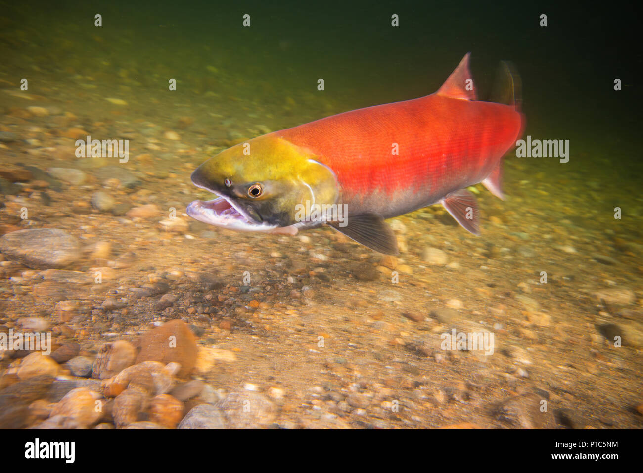 De femelles dans la rivière Adams dans la Salmon Arm (Colombie-Britannique) Banque D'Images