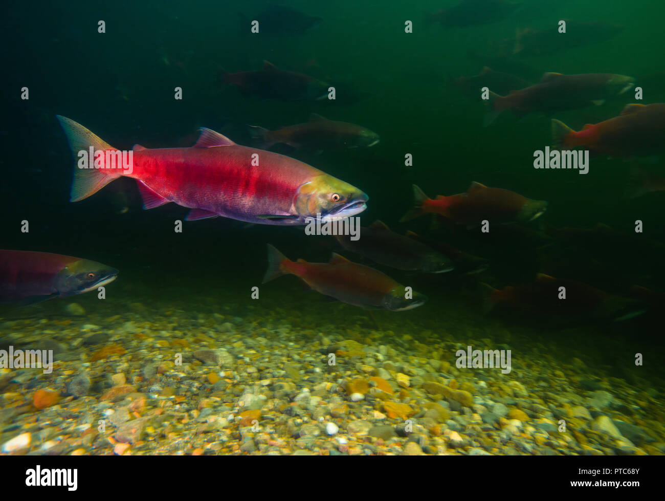Les saumons rouges de l'école tenue par le lac Adams dans la Salmon Arm en Colombie-Britannique, Canada. Banque D'Images