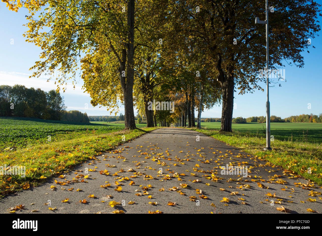 Belle journée d'automne en Suède Scandinavie. Les arbres colorés, route et Alley. Calme, paisible et heureux en plein air libre de droit. Banque D'Images