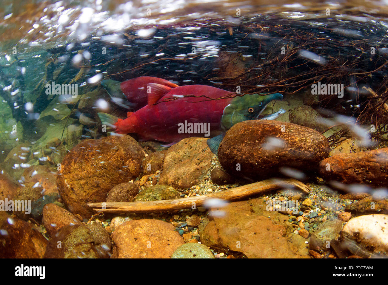 Deux saumons rouges dans un petit affluent de la rive Adams dans le bras Salmon, en Colombie-Britannique, au Canada. Banque D'Images