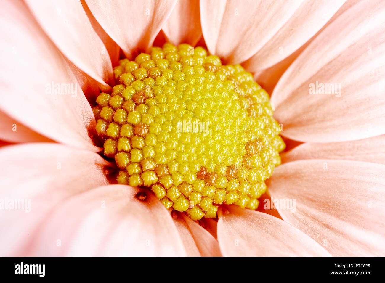 Macrophotographie de fleurs, Close up detail Banque D'Images