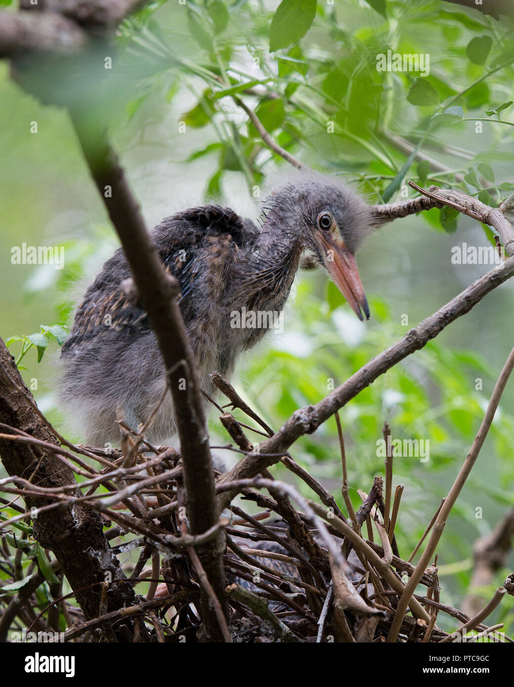 Le Héron Vert Bébé Oiseau Banque Dimages Photo Stock