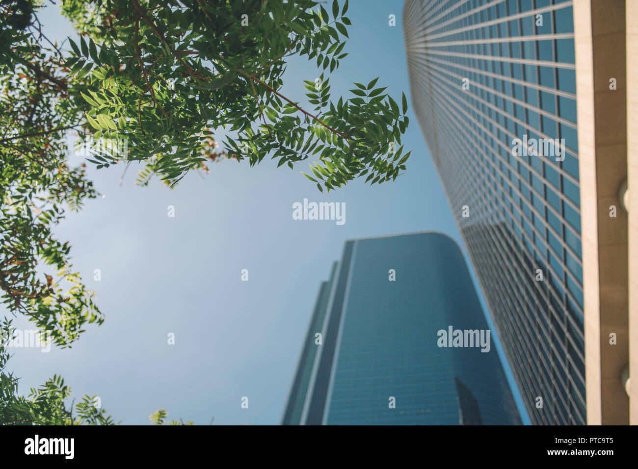 Voir l'arbre vert avec de grands bâtiments et ciel bleu Banque D'Images