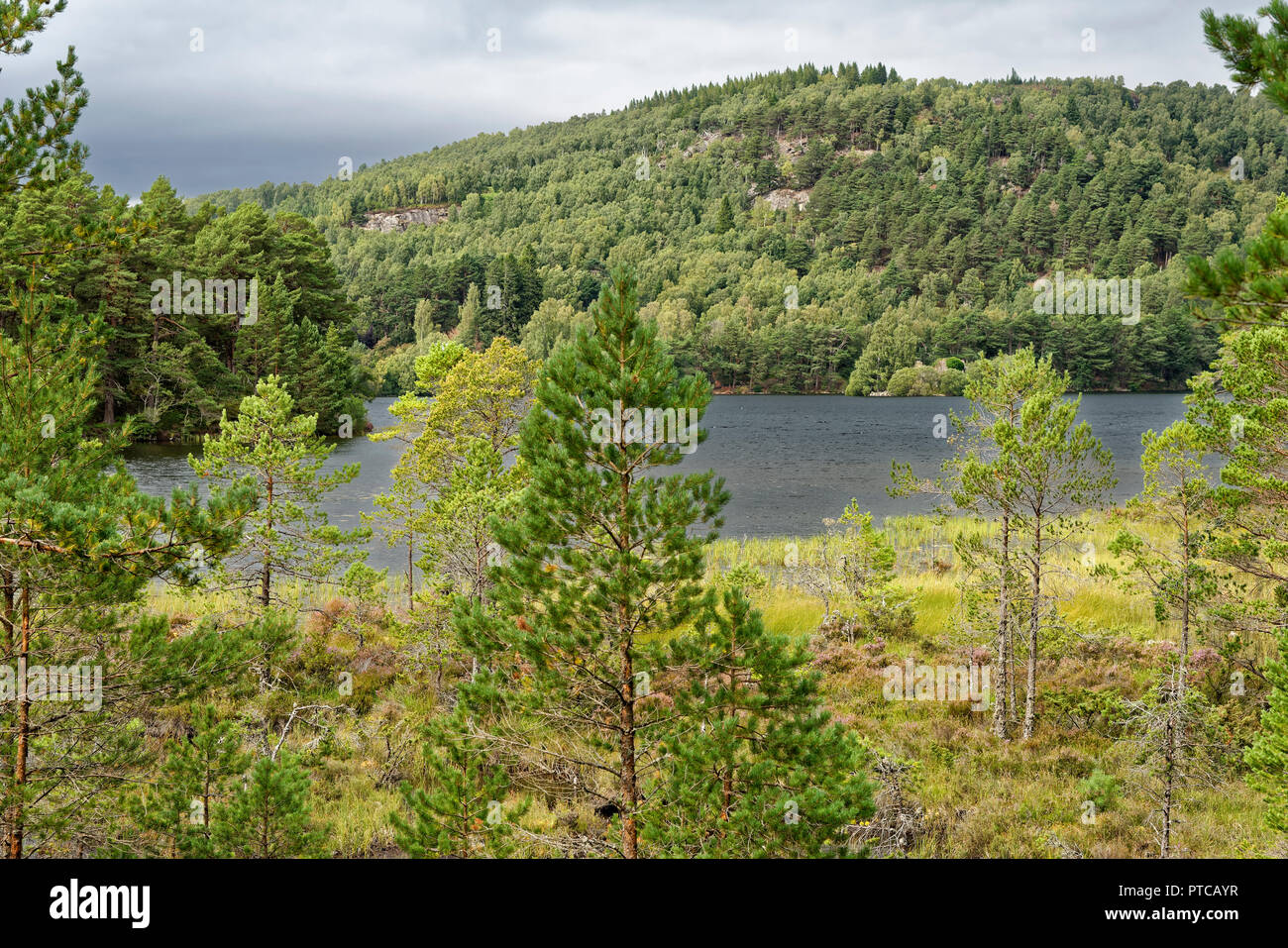 Loch an Eilein, Rothiemurchus Forest, Speyside, en Ecosse Banque D'Images