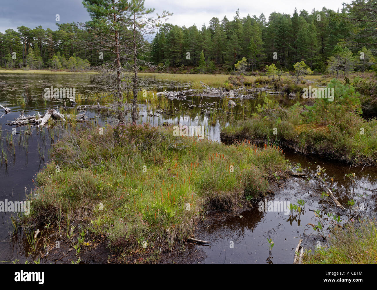 Tourbière Piscines & Loch an Eilein, Rothiemurchus Forest, Speyside, en Ecosse Banque D'Images