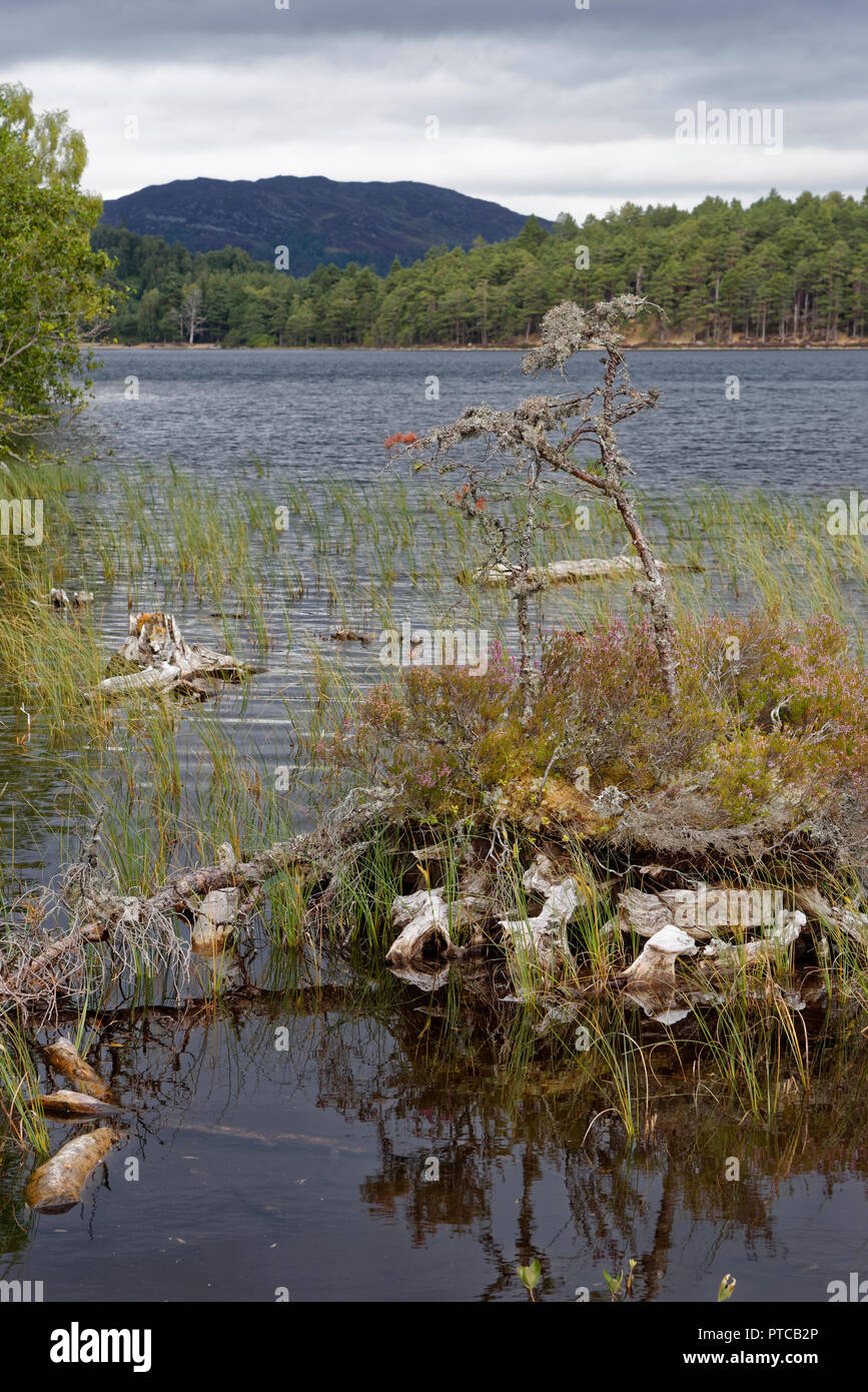 Vieille souche d'arbre Island, Loch an Eilein, Rothiemurchus Forest, Speyside, en Ecosse Banque D'Images