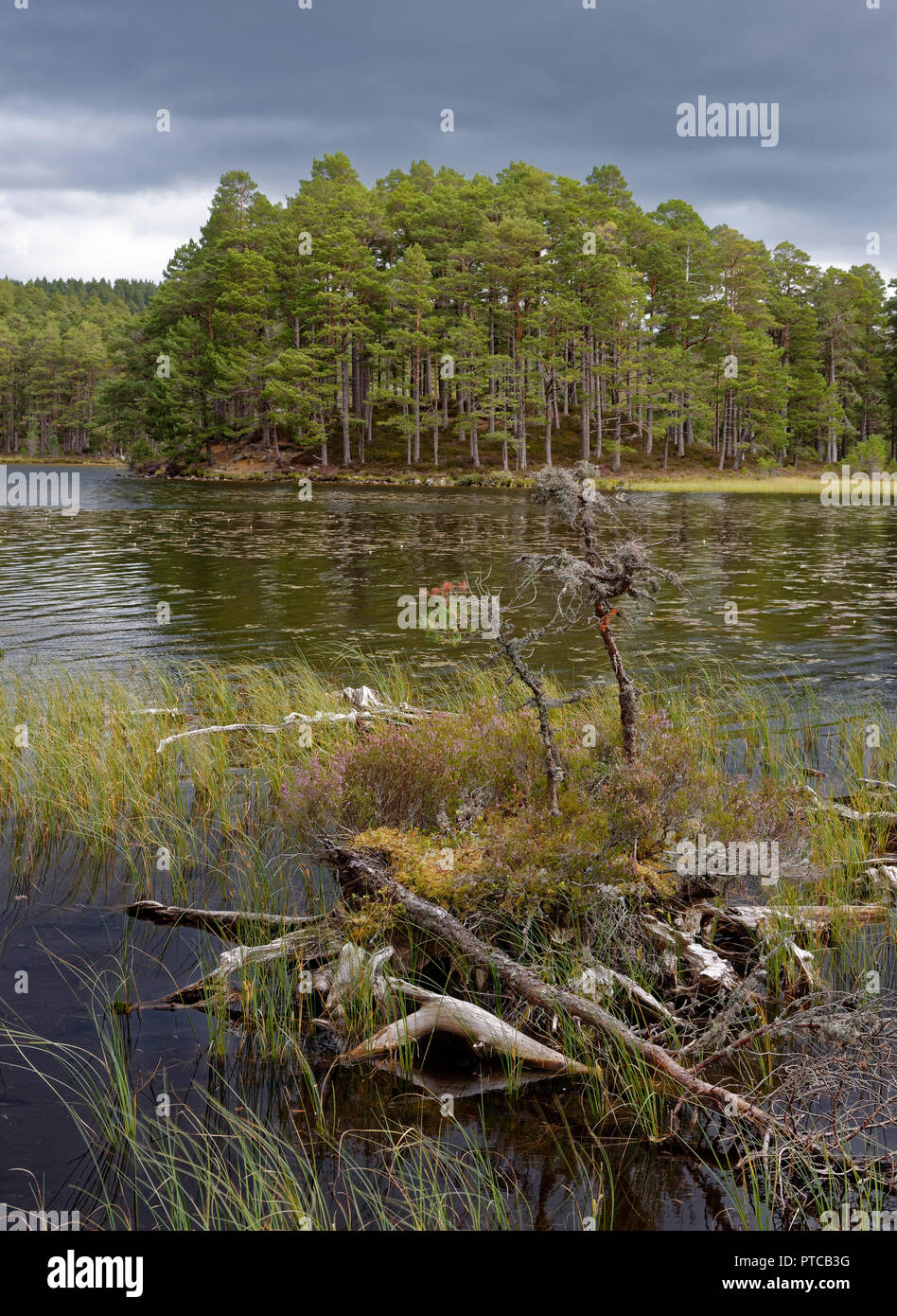 Vieille souche d'arbre Island, Loch an Eilein, Rothiemurchus Forest, Speyside, en Ecosse Banque D'Images