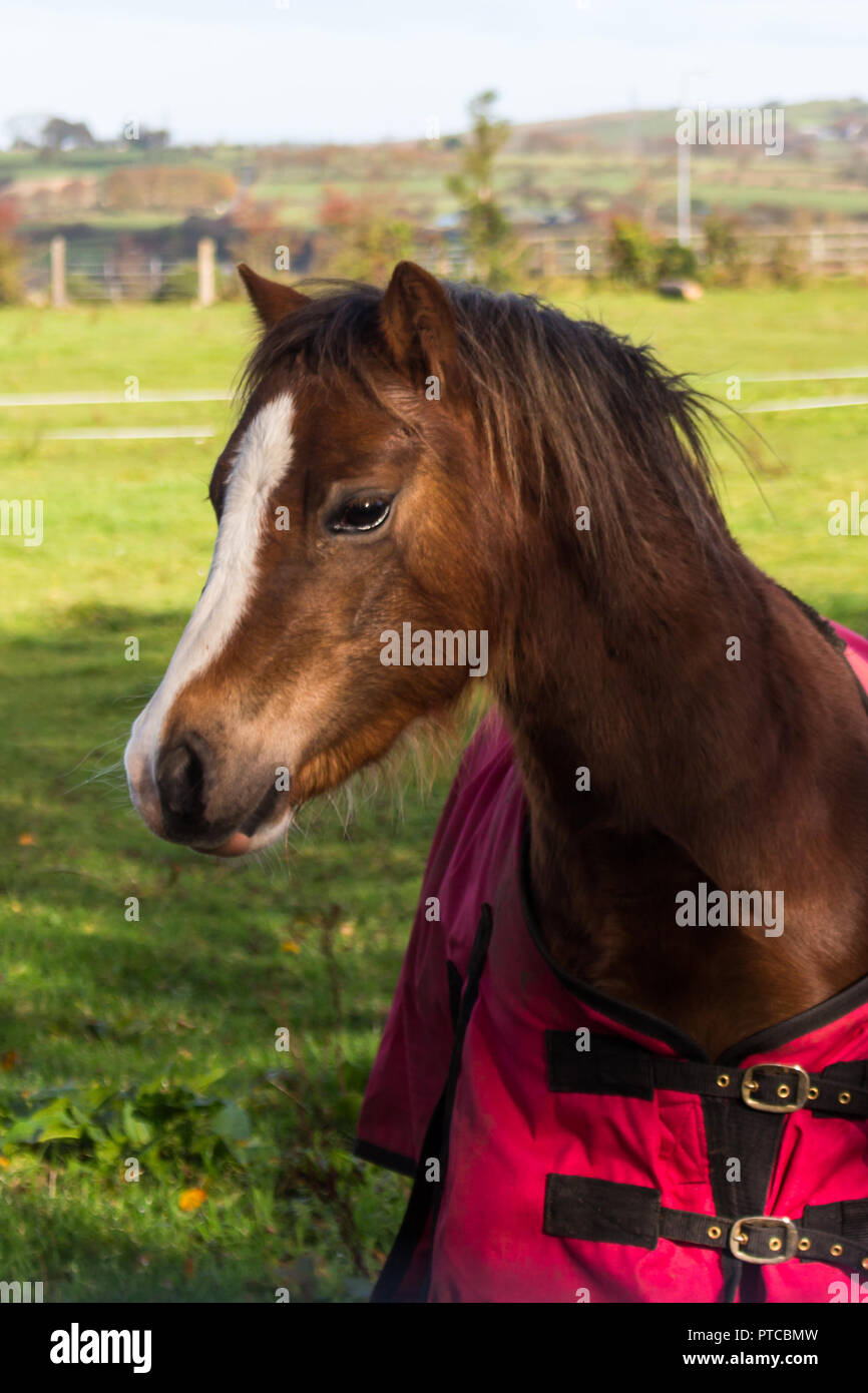 Portrait d'un beau cheval brun avec un marquage blanc sur la tête et le nez portant un pardessus. Banque D'Images