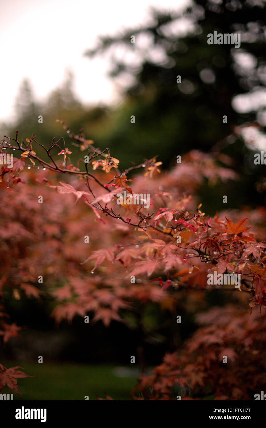 L'automne les feuilles rouges Zen à partir d'un arbre d'érable japonais dans un parc de West Vancouver, BC, Canada, un jour de pluie, avec effet de flou en arrière-plan Banque D'Images