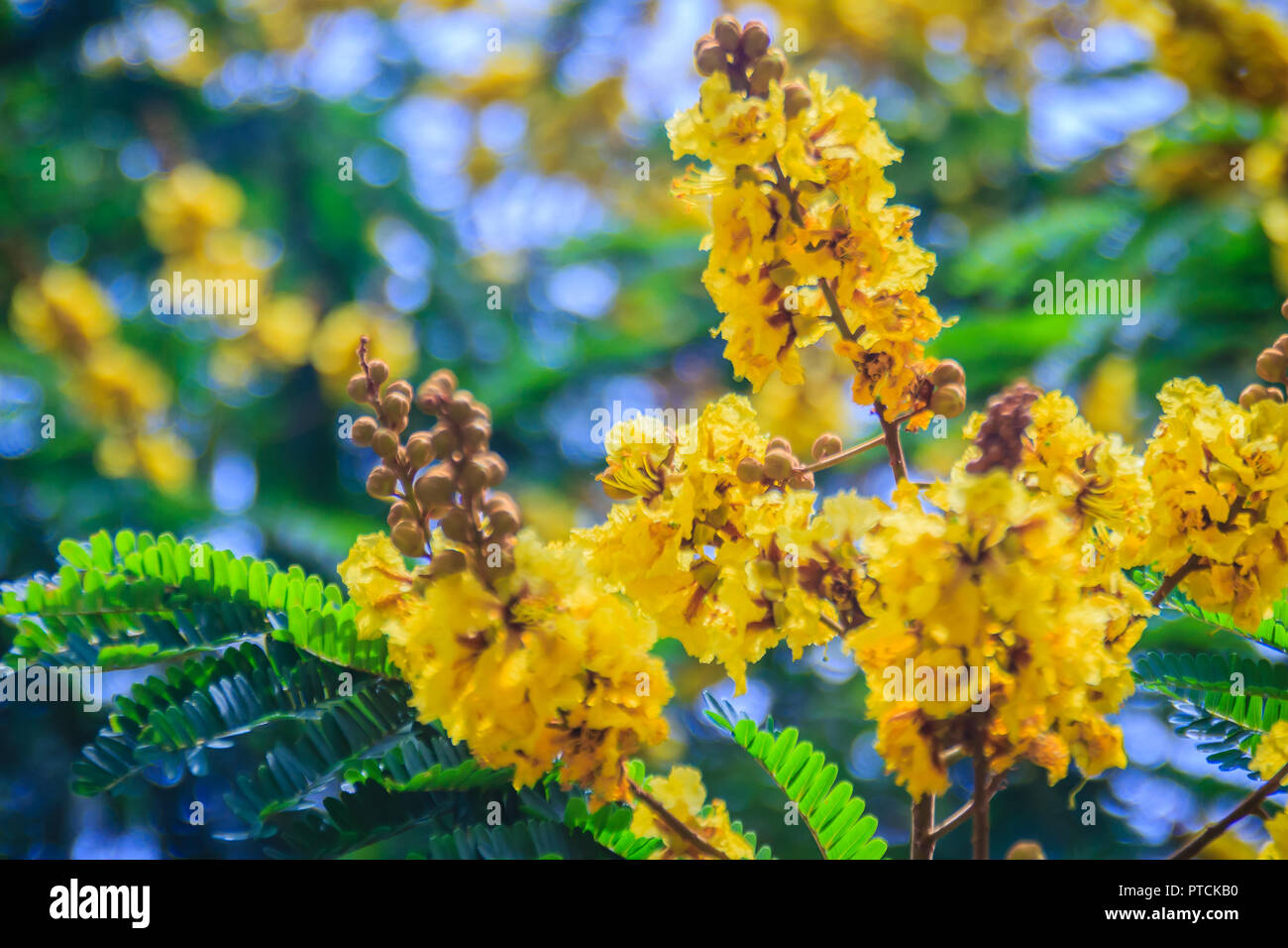 Belles fleurs jaune Peltophorum pterocarpum sur arbre, généralement connu comme copperpod, flamboyant, flametree, jaune ou jaune-poinciana flamme. Banque D'Images