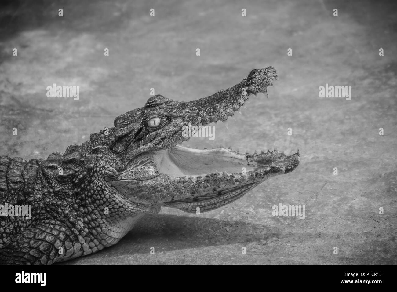 Un crocodile est en colère les mâchoires ouvertes et prêt à frapper. Un jeune crocodile est bouche ouverte tout en se reposant à la ferme. Crocodile commerciale entreprise agricole Banque D'Images