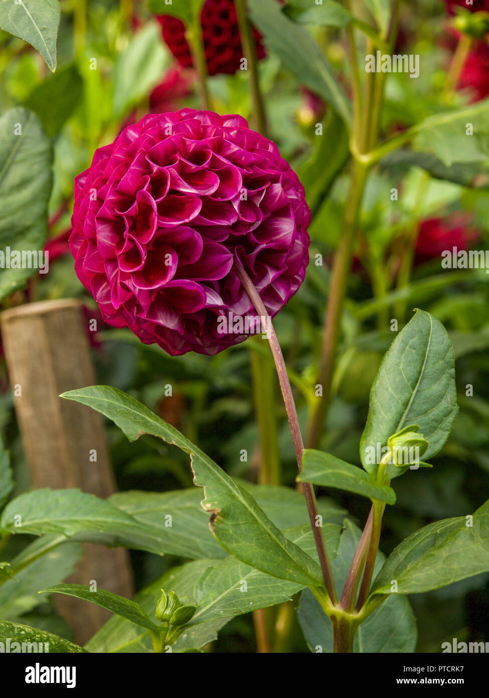 Close-up du dessous ou à l'arrière d'un dahlia pompon Fuchsia dans le jardin d'automne Banque D'Images