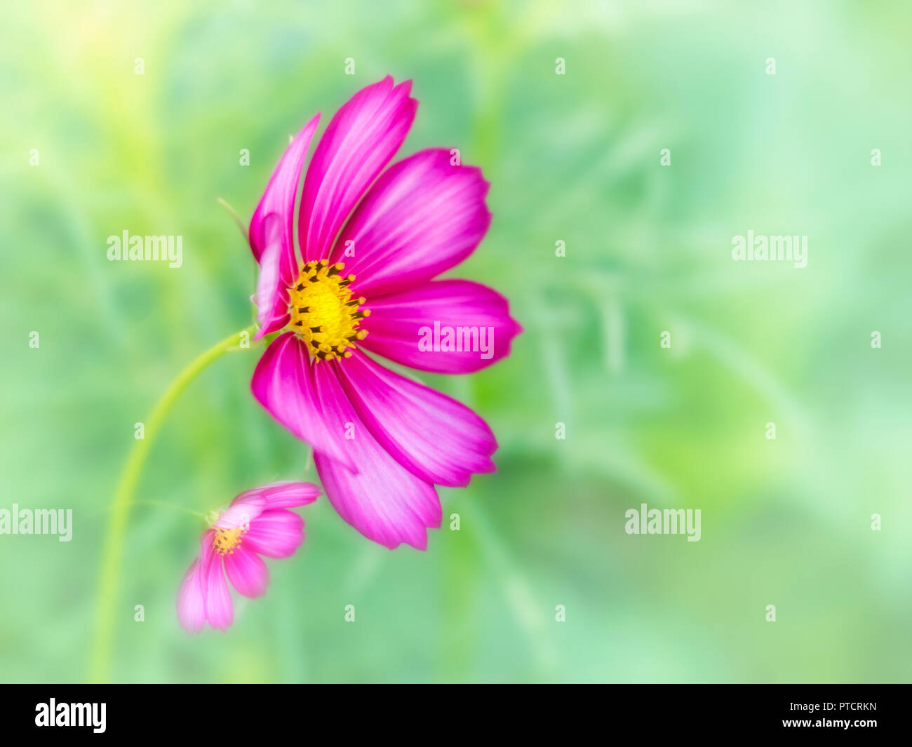 Deux cosmos sensation rose fleurs -Mix Photo Stock - Alamy