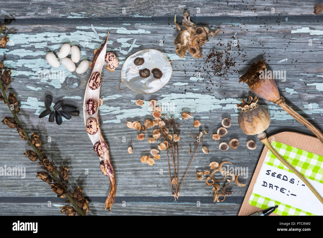 Diverses graines de fleurs et légumes étant retenu pour le stockage dans des paquets pour les prochaines années, la germination. Affichage attrayant et de formes. Banque D'Images