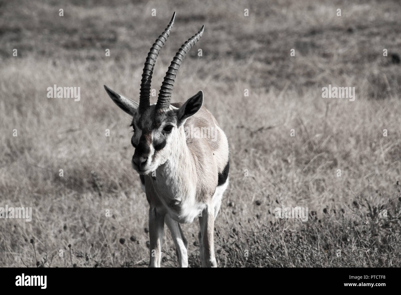 'Alerte' avec toujours la gazelle de Thompson à Serengeti Banque D'Images