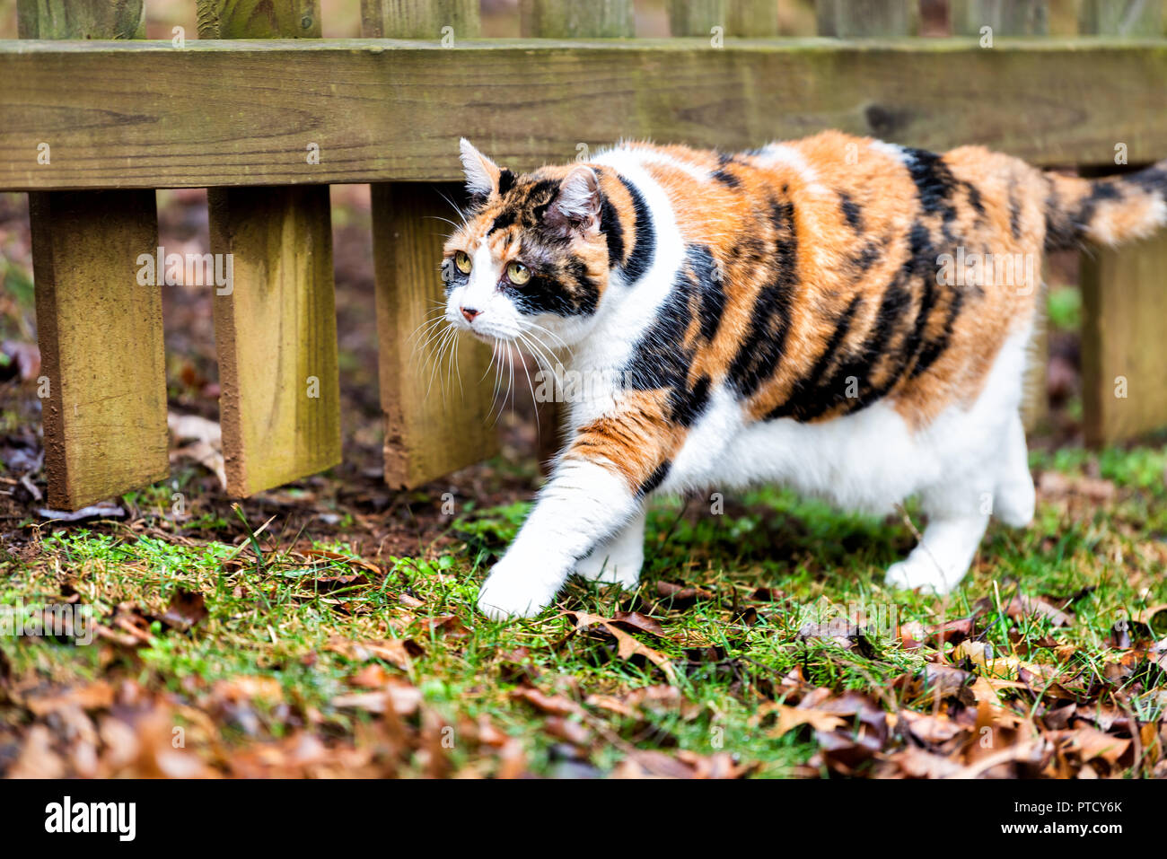 Gros plan du curieux chat calico, la marche, l'exploration, l'odeur d'essence, de parfums par chambre jardin arrière, clôture en bois, herbe verte, tombée feuilles brun sec Banque D'Images