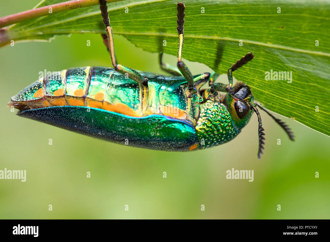 Jewel beetle (Buprestidae) se nourrit d'un congé, Isaan, Thaïlande Banque D'Images