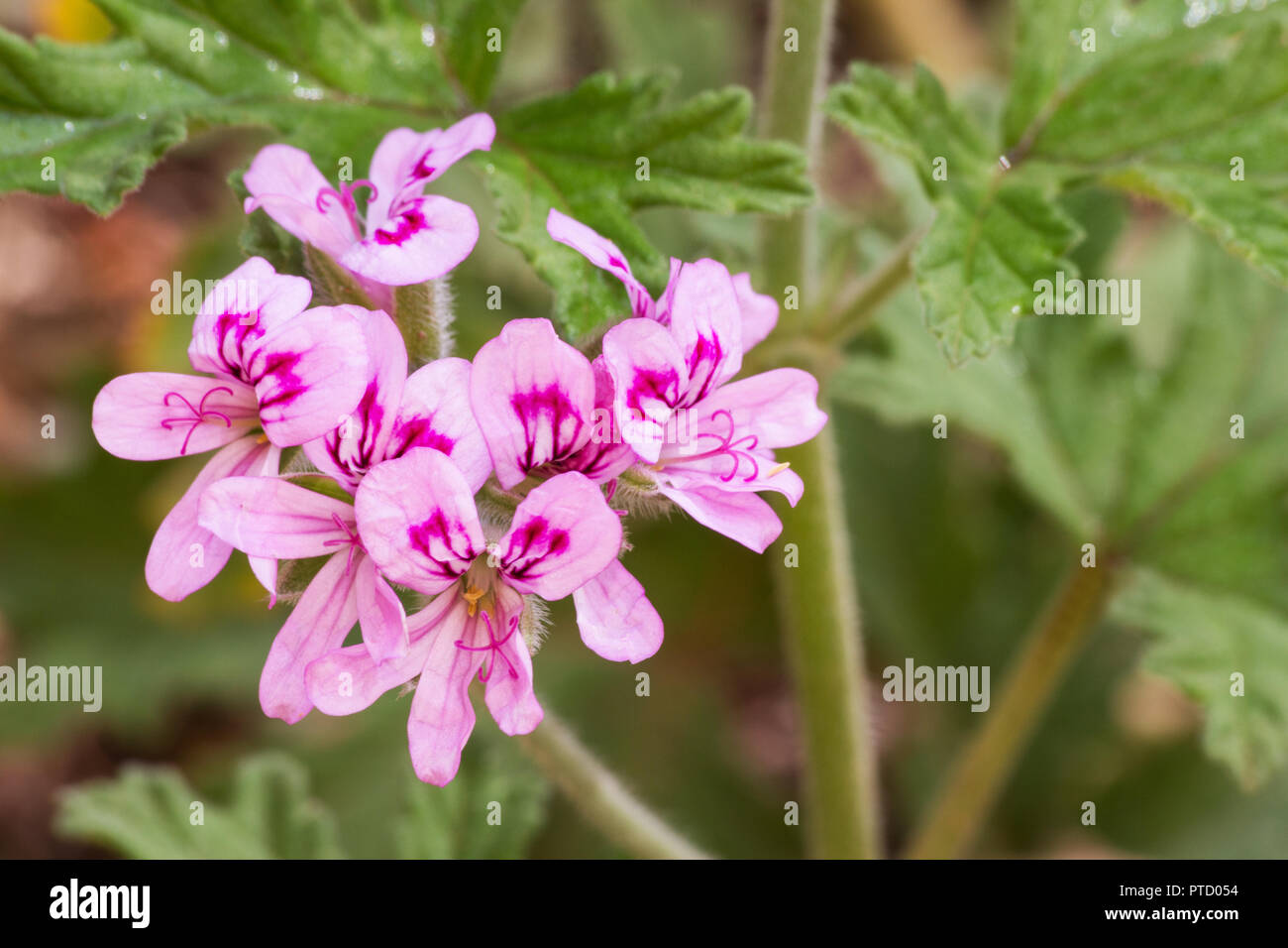 Doux parfum géranium (Pelargonium graveolens) fleurs Banque D'Images