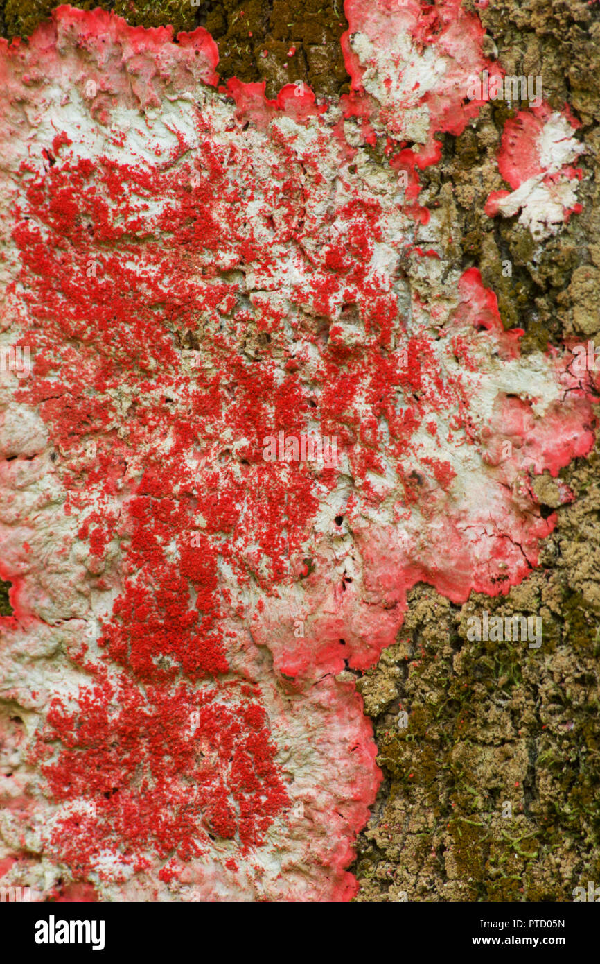 Lichen rose sur un tronc d'arbre Banque D'Images