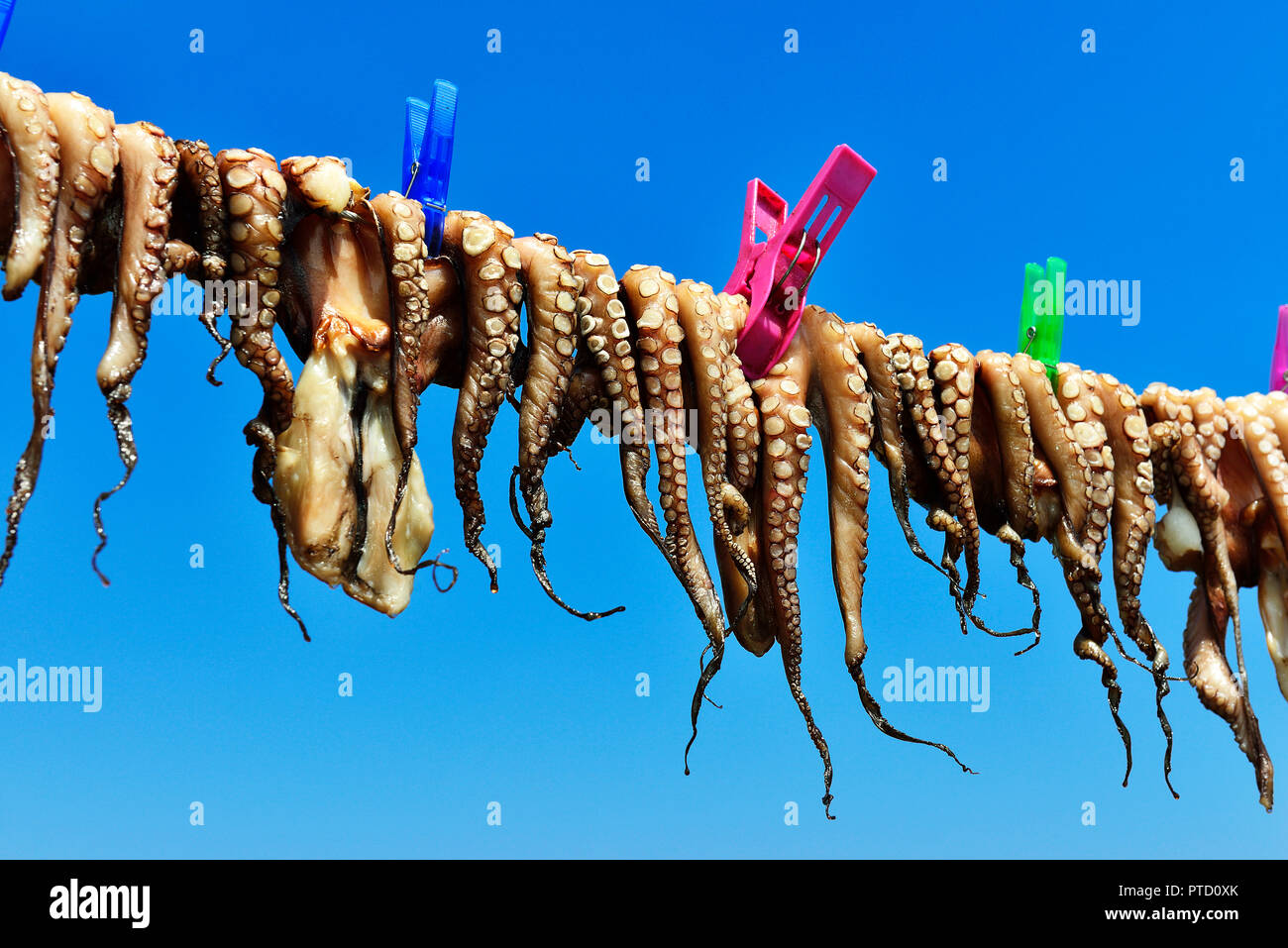 Pendu octopus sèche sur une laisse, Elounda, Crète, Grèce Banque D'Images