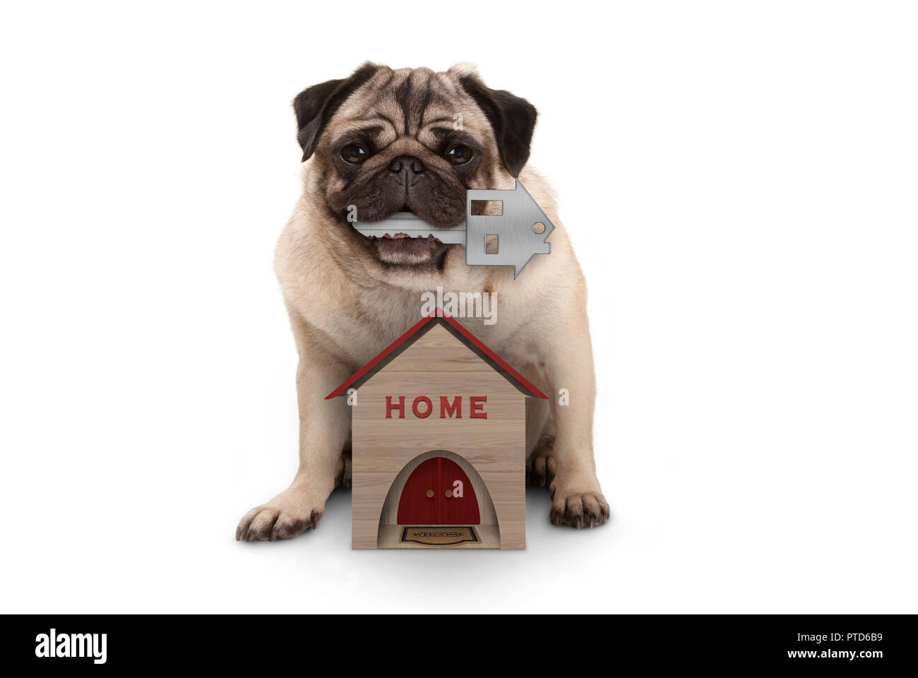 Happy dog puppy pug avec clé de la maison s'asseyant avec miniature house, isolé sur fond blanc Banque D'Images
