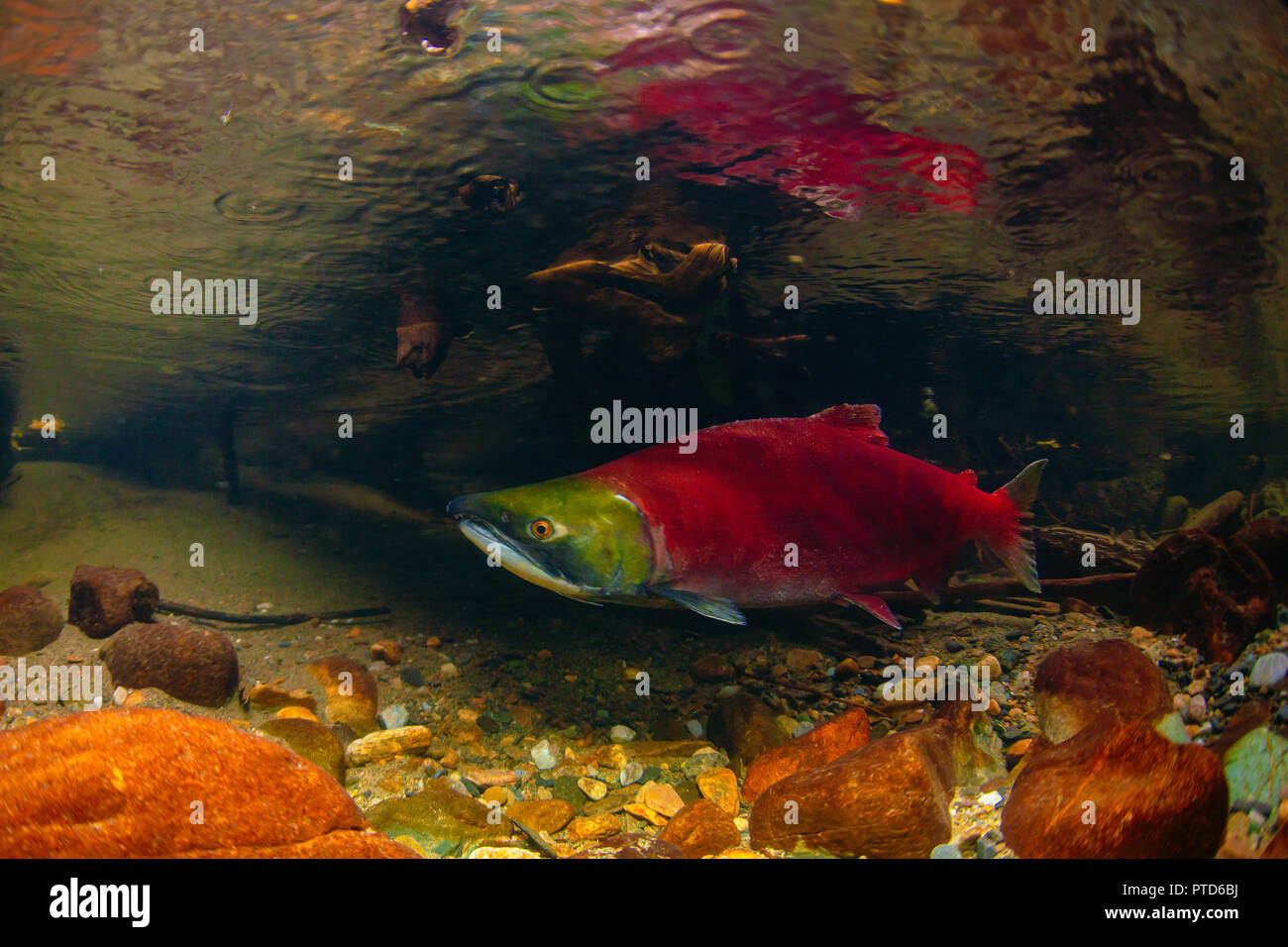Le saumon mâle dans ses couleurs de frai photographié dans la rivière Adams, en Colombie-Britannique. Banque D'Images