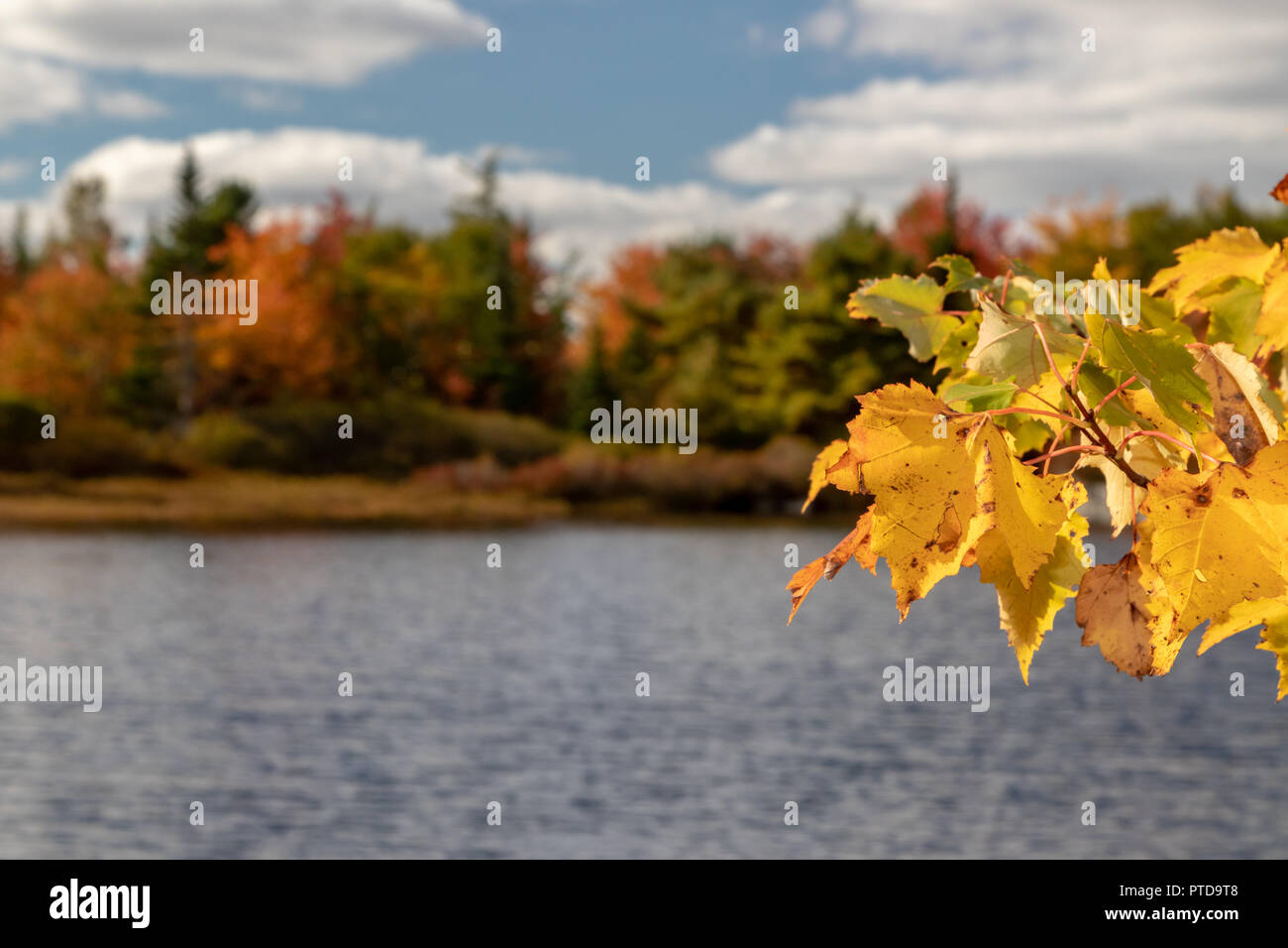 Paysages d'automne sur une journée ensoleillée en Nouvelle-Écosse. Banque D'Images