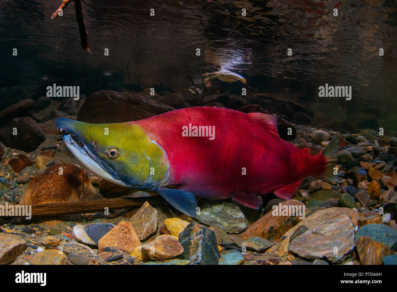 Portrait d'un homme adulte saumon rouge dans les couleurs de fraie dans la rivière Adams prises dans le 2018. King Banque D'Images