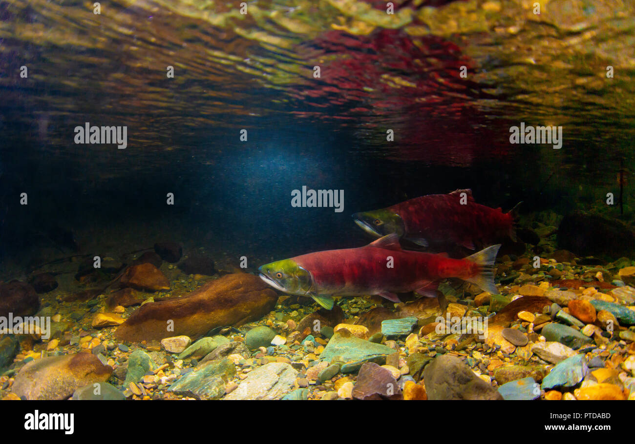 Deux saumons rouges (Oncorhynchus nerka) dans leur rivière de frai. Homme à l'avant-plan avec des femmes. Adams River, Colombie-Britannique, Canada, octobre. Banque D'Images
