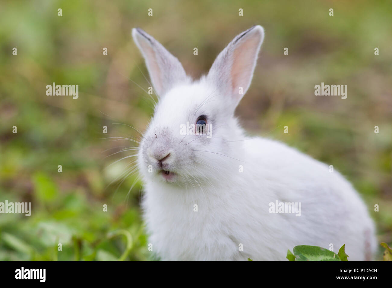 Mignon Bebe Lapins Dans La Nature Photo Stock Alamy