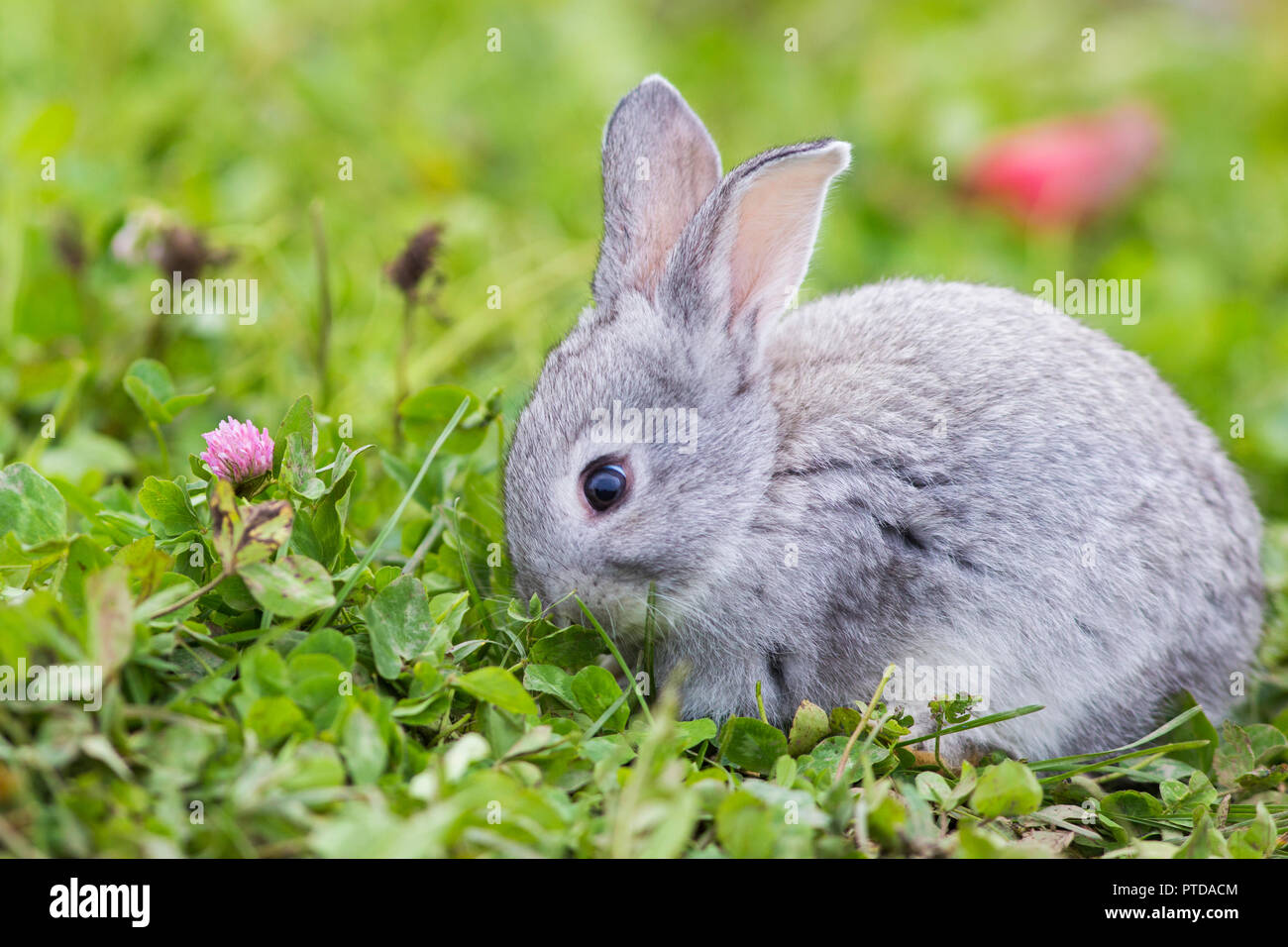 Mignon Bebe Lapins Dans La Nature Photo Stock Alamy