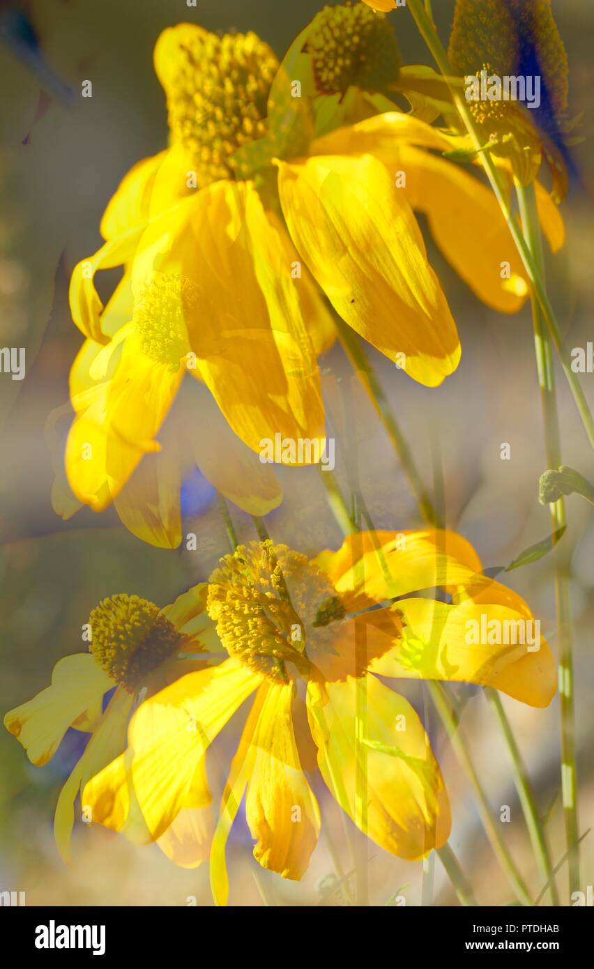 Gelber blühender Sonnenhut, Blumen Banque D'Images
