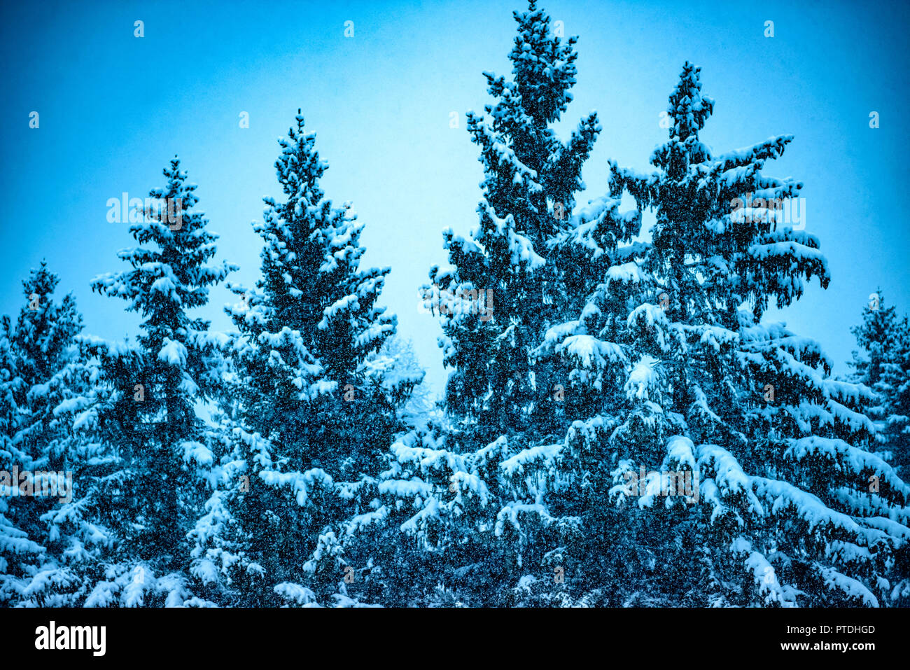 Soir de neige dans les montagnes avec les pins couverts de neige Banque D'Images