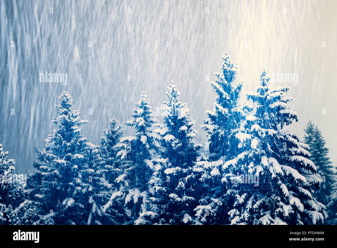 Soir de neige dans les montagnes avec les pins couverts de neige Banque D'Images
