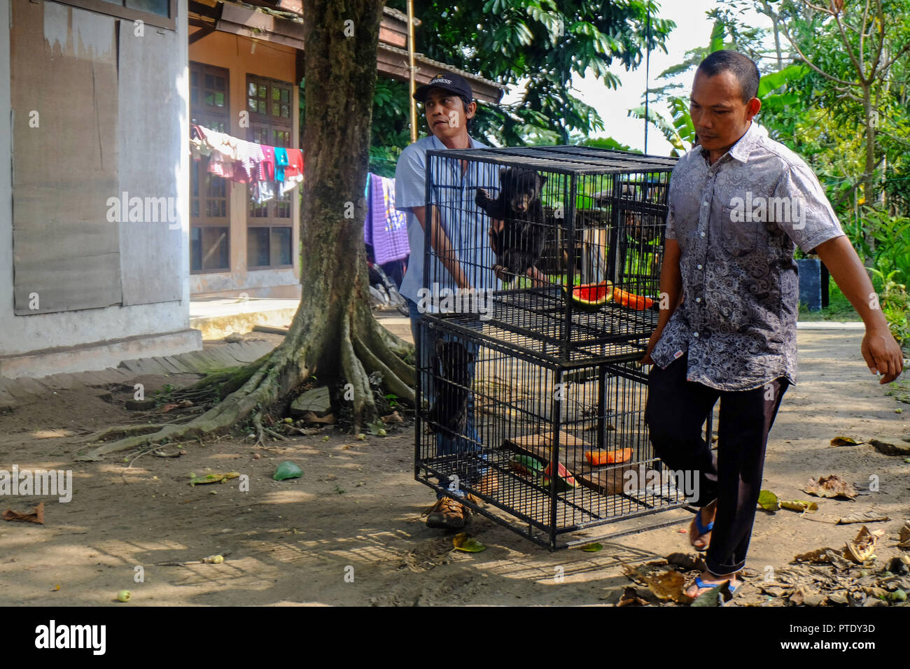 Pekanbaru Indonesie 9 Octobre 18 9 Octobre 18 Les Officiers Vu Porter Bebe Ours Helarctos Malayanus Sun A La Clinique De Transit Centre Indonesien Pour La Conservation Des Ressources Naturelles ksda