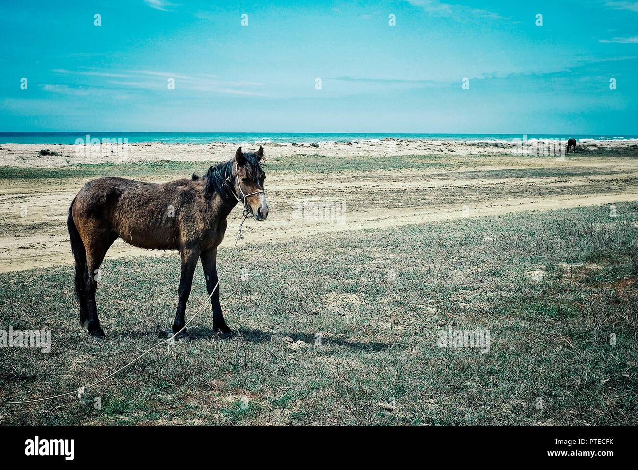 / Aktau Kazakhstan - 28 Apr 2011 : marins de la mer Caspienne avec les chevaux de la steppe Banque D'Images