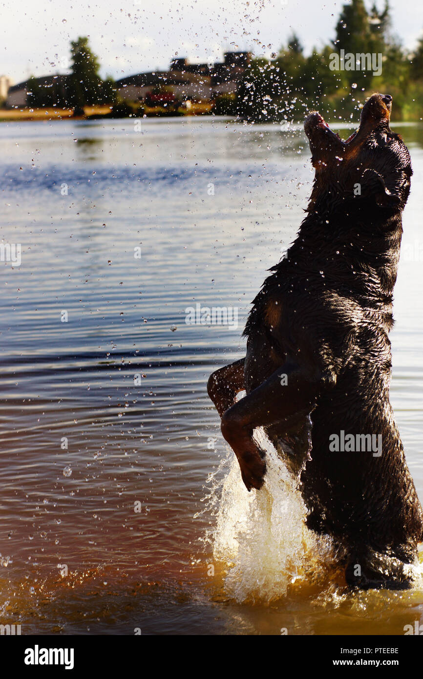 Grand Noir Race Rottweiler Chien Jouant Dans Leau Avec