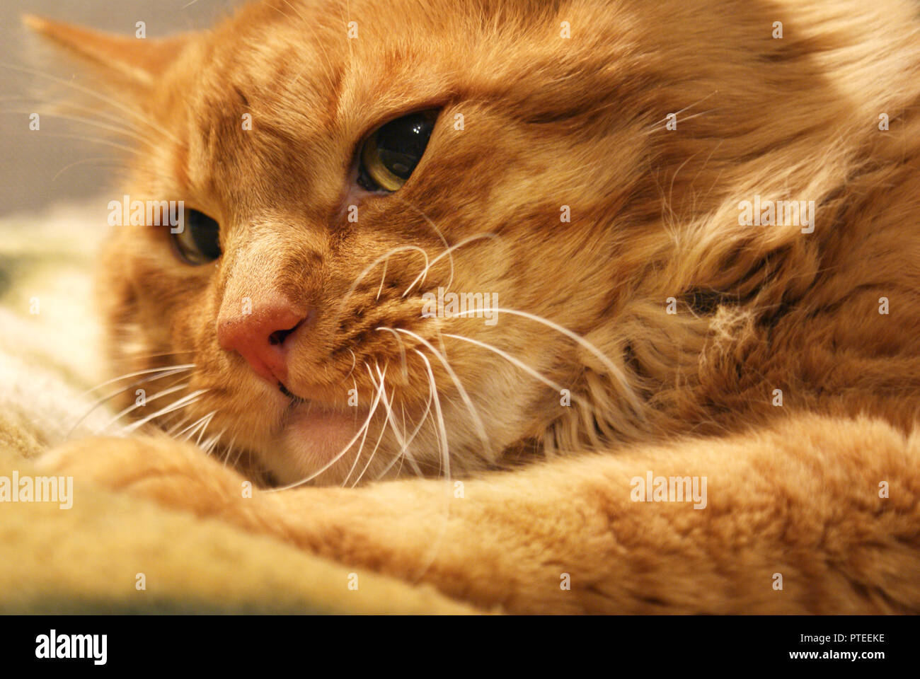 Race De Chat Rouge Museau Ennuye Angora Fermer Photo Stock Alamy