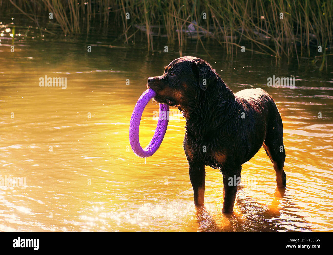 Grande race de chien rottweiler debout dans l'eau et tenant un jouet hoop. Banque D'Images