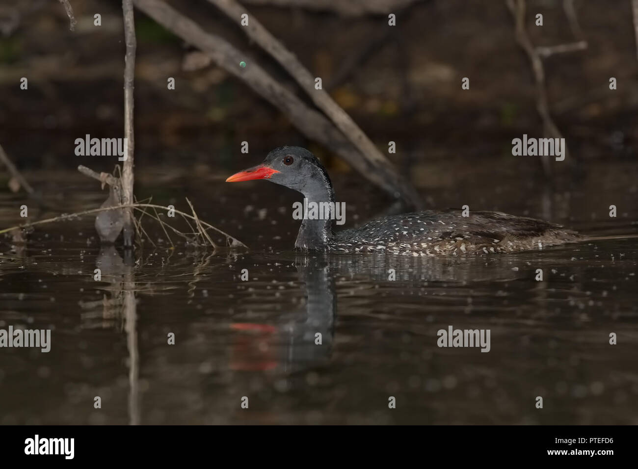 African finfoot Banque D'Images