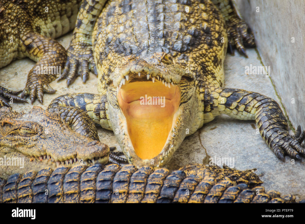 Est crocodile affamé, bouche ouverte et en attente de la nourriture dans la ferme d'élevage. L'élevage de crocodiles pour la reproduction et l'élevage de crocodiliens afin de produ Banque D'Images