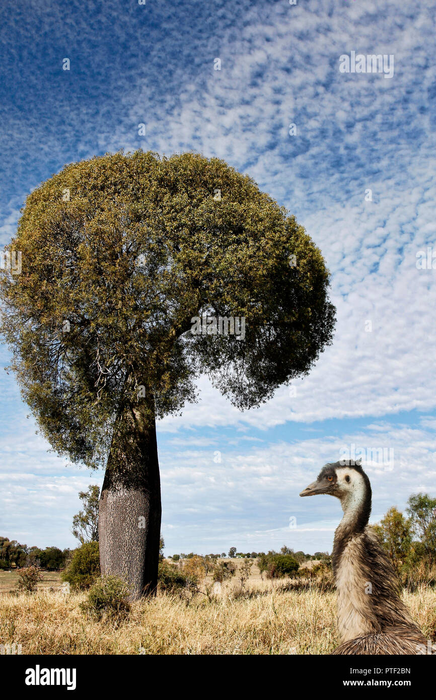 Arbre bouteille du Queensland avec l'émeu au premier plan dans l'arrière-pays australien Banque D'Images