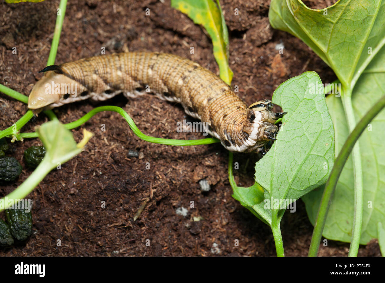 Convolvulus hawk-moth Caterpillar Banque D'Images